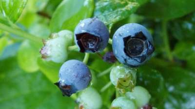 Vaccinium corymbosum 200/250 cm Pot, meerstammig