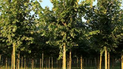 Tilia platyphyllos, 10/12 Blote Wortel, Grootbladige linde