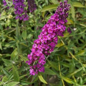 Buddleja dav. Free Petite 'Dark Pink', 40-60 3L Vlinderstruik