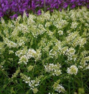 Buddleja dav. Free Petite 'Snow White', 3L Vlinderstruik