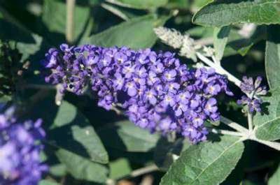 Buddleja dav. Free Petite 'Blue Heaven', 3L Vlinderstruik