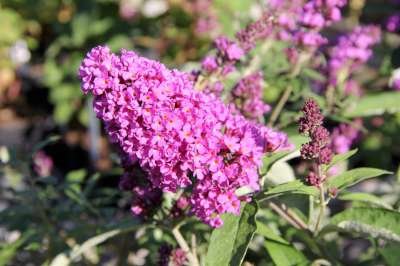 Buddleja dav. Free Petite 'Tutti Fruitti', 3L Vlinderstruik