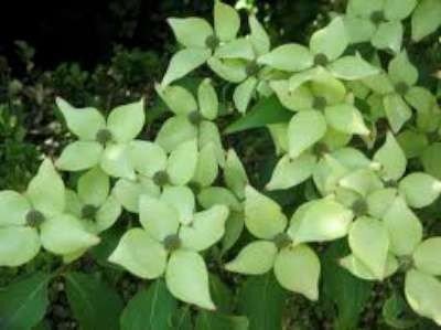 Cornus k. 'Chinensis', 40-50 3L Kornoelje