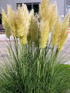 Cortaderia selloana 'Pumila' 3L, Pampasgras