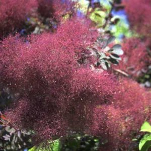 Cotinus cogg. 'Royal Purple', 30-40 3L Pruikenboom