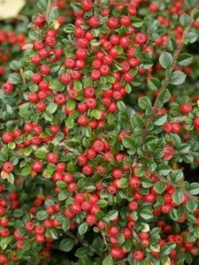 Cotoneaster horizontalis, 40-50 3L, Dwergmispel