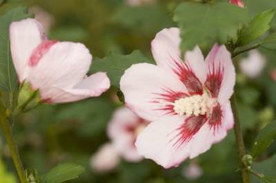 Hibiscus syr. 'Hamabo', 30-40 3L, Heemstroos