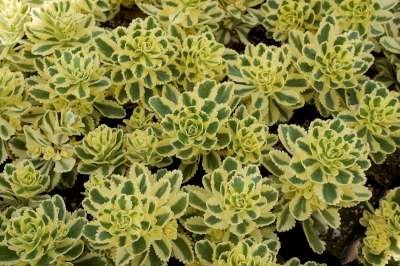 Sedum takesimense, ® Vetkruid