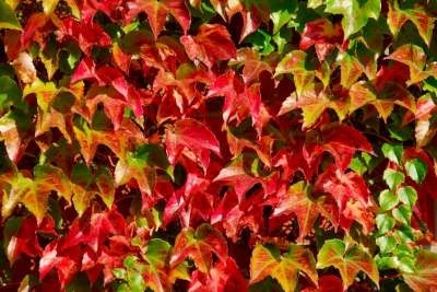 Parthenocissus tr. 'Veitch Boskoop', Wilde Wingerd