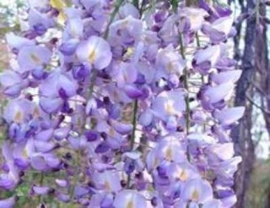 Wisteria formosa 'Issai Naga' (=Issai Perfect), Blauwe regen