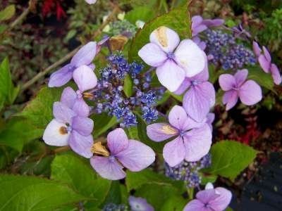 Hydrangea macro. 'Mariesii Perfecta', 30-40 3L, Hortensia (Blue Wave)