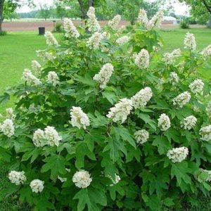 Hydrangea quer. 'Alice', 40-50 3L, Hortensia