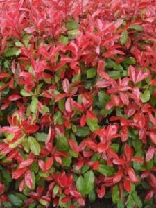 Photinia fras. 'Carré Rouge', 50-60 3L, Glansmispel