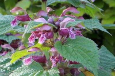 Lamium orvala, Dovenetel