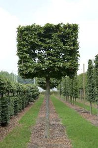 Fagus sylvatica, 14/16 Draadkluit, Kubus op stam