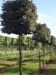 Fagus syl. 'Atropunicea', 14/16 Draadkluit, Kubus op stam