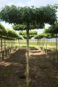 Liquidambar styraciflua, 10/12 Draadkluit, Dak-Amberboom voorgeleid met rek