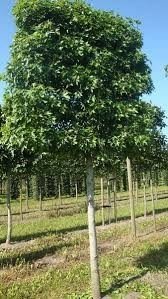 Liquidambar styr. 'Worplesdon', 14/16 Draadkluit, Lei-Amberboom met scherm