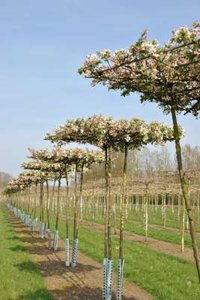 Malus 'Evereste', 10/12 Draadkluit Dakvorm, Sierappel