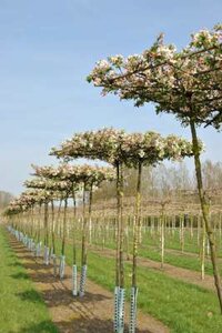 Malus 'Evereste', 18/20 Draadkluit Dakvorm, Sierappel