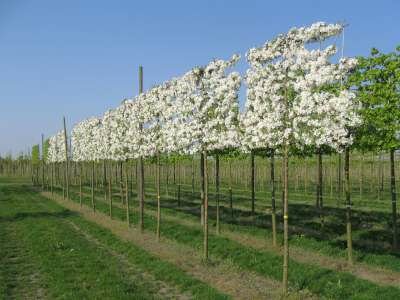 Malus 'Evereste', 20/25 Draadkluit Lei-vorm met scherm, Sierappel