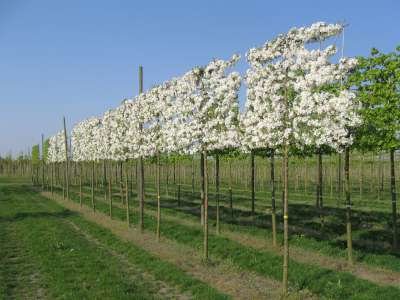 Malus 'Evereste', 18/20 Draadkluit Lei-vorm met scherm, Sierappel