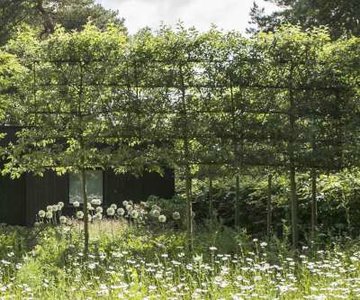 Malus 'Red Sentinel', 10/12 Blote wortel Lei-vorm met scherm, Sierappel