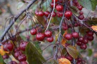 Malus 'Scarlet', 10/12 Blote wortel Lei-vorm met scherm, Sierappel