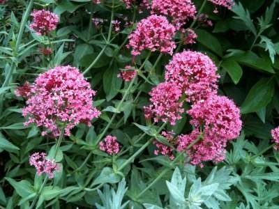 Centranthus ruber 'Coccineus', Rode Valeriaan