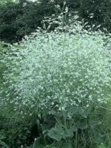 Crambe cordifolia, Zeekool