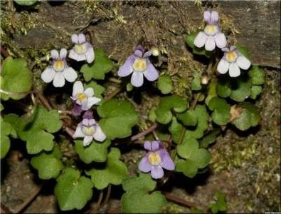 Cymbalaria muralis, Muurleeuwebek