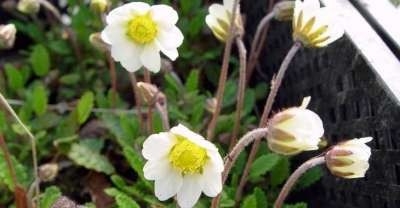 Dryas suendermannii