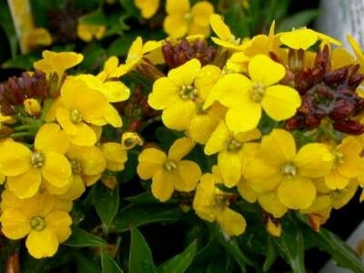 Erysimum suffr. 'Goldstaub', Steenraket