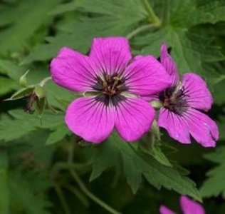 Geranium psilostemon, Ooievaarsbek