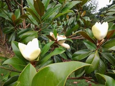 Magnolia grandiflora, 200/250 cm 130L, meerstammig, Beverboom