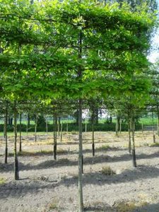 Quercus palustris, 10/12 Blote wortel, Lei-Moeraseik voorgeleid met rek