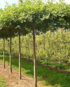 Quercus palustris, 10/12 Blote wortel, Dak-Moeraseik voorgeleid met rek