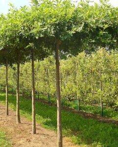 Quercus palustris, 16/18 Draadkluit, Dak-Moeraseik voorgeleid met rek