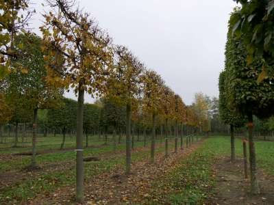 Tilia cor. 'Greenspire', 10/12 Blote wortel, Leiboom voorgeleid met rek Kleinbladigelinde