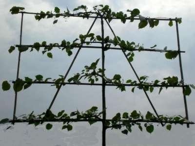 Tilia eur. 'Pallida', 10/12 Draadkluit, voorgeleid met rek Koningslinde