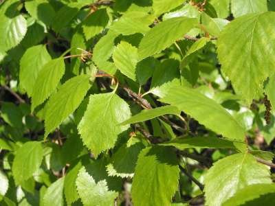 Betula pubescens, Zachte berk, bosplantgoed, 1+1 60/100