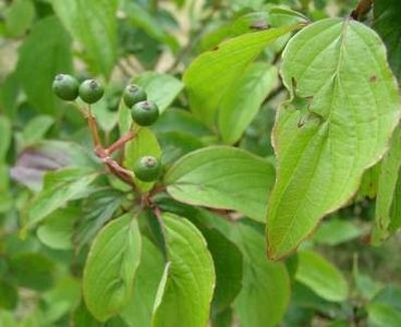 Cornus Mas, Gele Kornoelje, bosplantgoed, 1+2 100/125