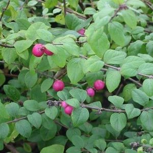 Symphoricarpos chen. 'Hancock', Sneeuwbes, bosplantgoed, 0+1 40/60