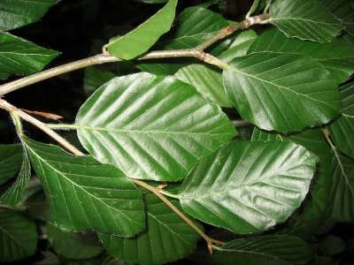 Fagus sylvatica, 14/16 Draadkluit, om te leiden zonder rek