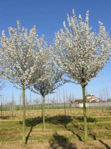 Prunus 'Umineko', 10/12 Blote wortel, Japanse sierkers