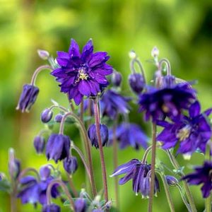 Aquilegia 'Blue Barlow', Akelei