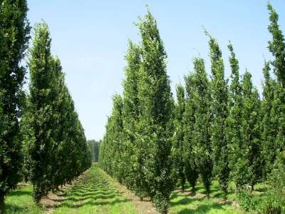 Quercus robur 'Fastigiate Koster', 6/8 Kluit, Zomereik