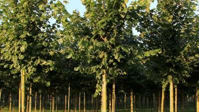 Tilia platyphyllos, 8/10 Blote Wortel, Grootbladige linde