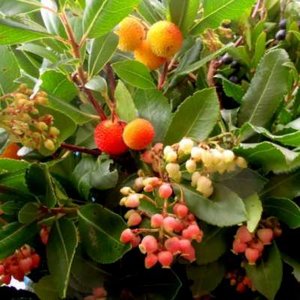 Arbutus unedo 'Compacta', 3L aardbeiboom