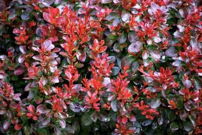 Berberis thunbergii, 50-60 4L, Japanse zuurbes